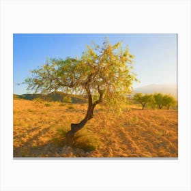 Almond Tree Of Andalusia Canvas Print