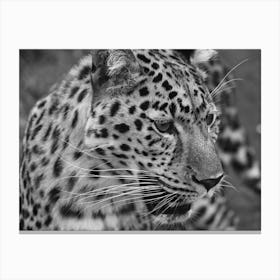 Leopard Portrait Canvas Print