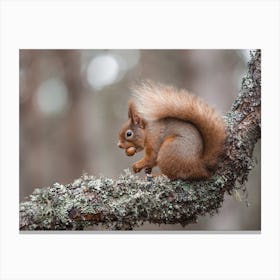 Squirrel Collecting Acorns Canvas Print