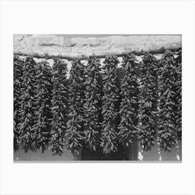 Chili Peppers Hanging From Adobe House Top While Drying, Isletta, New Mexico By Russell Le Canvas Print