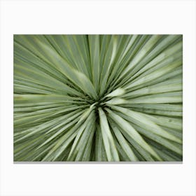 The Heart Of A Green Palm Tree // Nature Photography Canvas Print