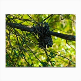 Pine Cones On A Branch 20200905 12ppub Canvas Print