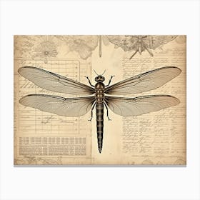 Dragonfly Anatomy 1 Canvas Print