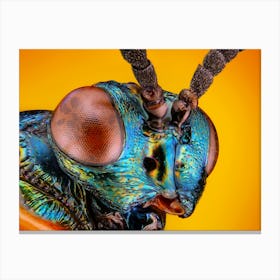 Beetle Head Canvas Print