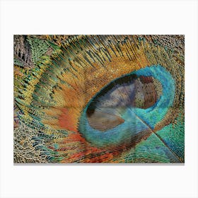 Peacock Feather 1 Canvas Print