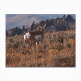 Pronghorn In Meadow Canvas Print