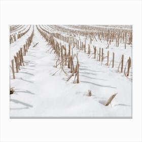 Snowy Corn Field Canvas Print