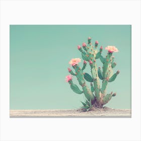 California Dreaming - Cactus Flowers II Canvas Print