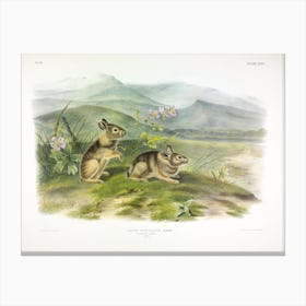 Nuttall'S Hare, John James Audubon Canvas Print