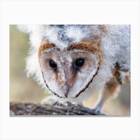 Barn Owl Canvas Print