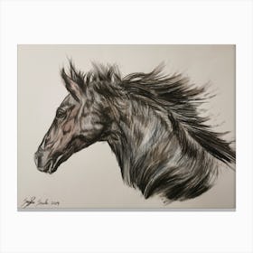 Black Horse Canvas Print