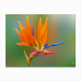 Reginae Strelitzia 20230511190690rt2pub Canvas Print