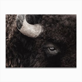 Bison Profile Canvas Print