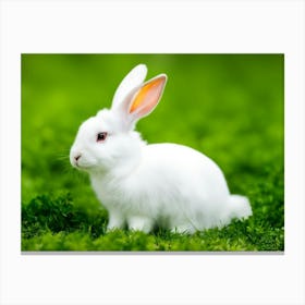 White Rabbit In Grass Canvas Print