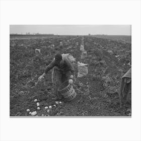 Untitled Photo, Possibly Related To Potato Worker Near East Grand Forks, Minnesota By Russell Lee 1 Canvas Print