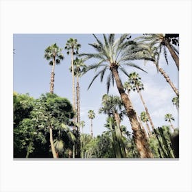 Group Of Palms Canvas Print