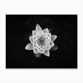 White Waterlily // Nature Photography Canvas Print