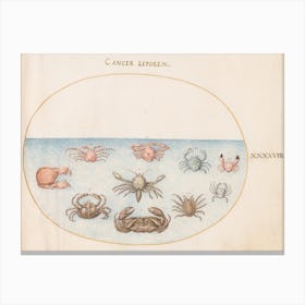 Aquatic And Shellfish Animals, Joris Hoefnagel (5) Canvas Print