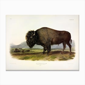  Buffalo, John James Audubon Canvas Print