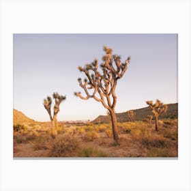 Joshua Tree Sunset Canvas Print