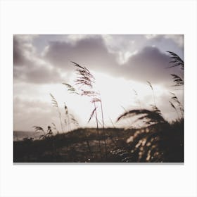 Reeds on the Beach 2 Canvas Print