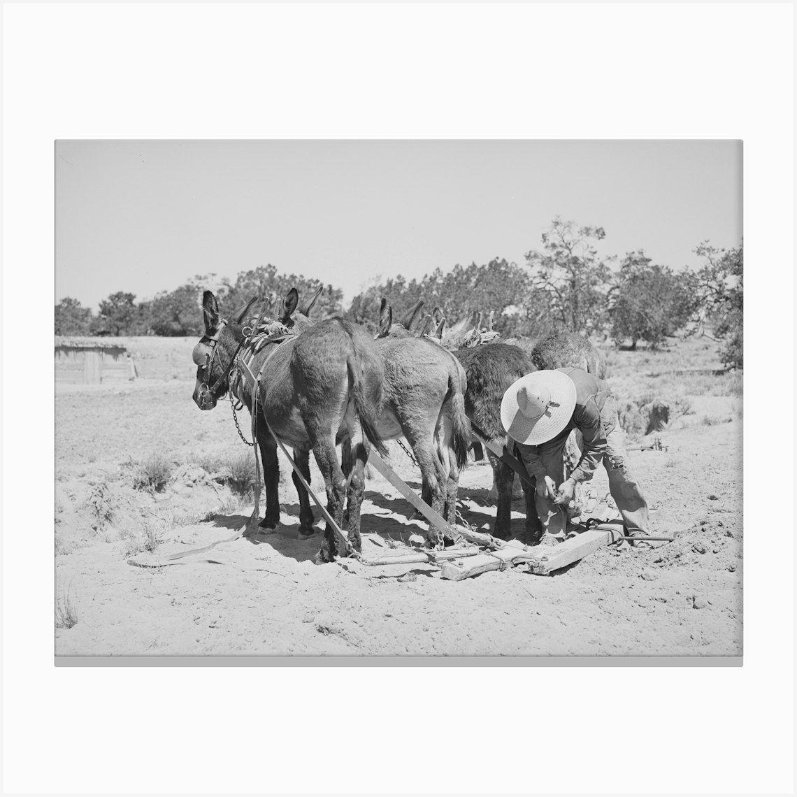 Mr, Leatherman Hitching Up His Burros, Pie Town, New Mexico By Russell Lee Canvas Print by Fy! Classic Art Prints and Posters