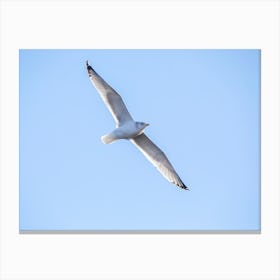 Seagull Soaring With Spread Wings Canvas Print