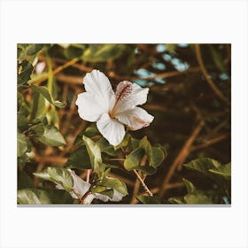 White Hibiscus Flower Canvas Print