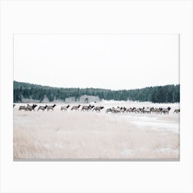 Elk Herd On Snowy Range Canvas Print