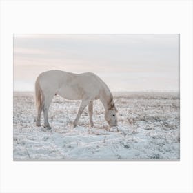 Horse In Winter Field Canvas Print