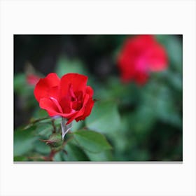 Red Rose In The Garden Canvas Print