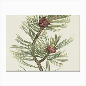 Pine Cones 2 Canvas Print