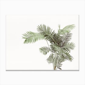 Palm Plant Canvas Print