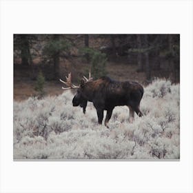 Sagebrush Moose Canvas Print