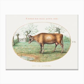 Cow (1575–1580), Joris Hoefnagel Canvas Print