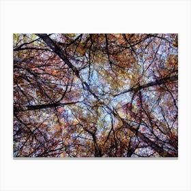 Looking Up At Autumn Canvas Print