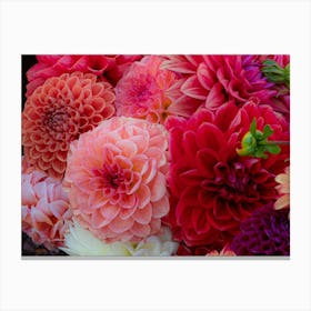 Dahlias 4 Canvas Print