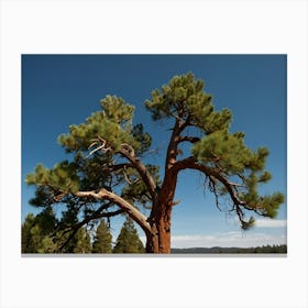 Pine Tree In The Desert Canvas Print