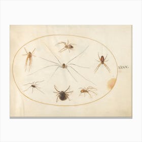 Eight Spiders, Joris Hoefnagel Canvas Print