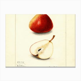 Two Pears 4 Canvas Print