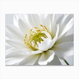 Closeup Of A White Flower With A Yellow Center Canvas Print