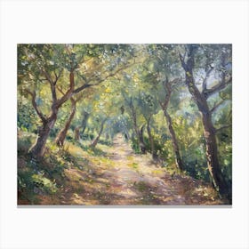 Olive Grove Path Canvas Print