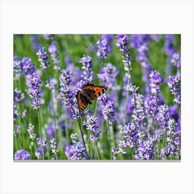 Lavender Flowers with a Tortoiseshell Butterfly Canvas Print