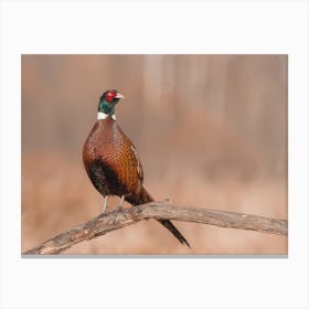 Pheasant On Branch Canvas Print