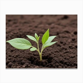 Young Green Plant Growing In Brown Soil Canvas Print