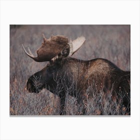 Wilderness Bull Moose Canvas Print