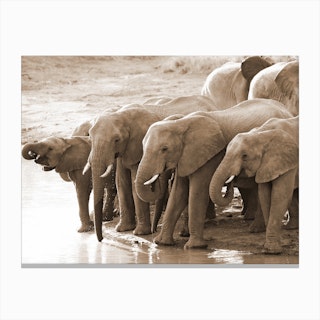 Drinking Elephants Canvas Print