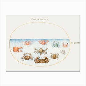 Ten Crabs (1575–1580), Joris Hoefnagel Canvas Print