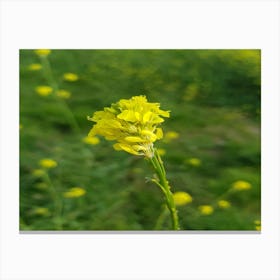 Wild flower Canvas Print