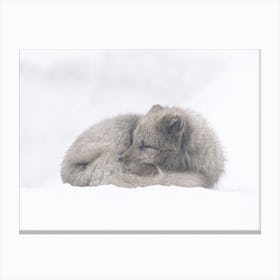 Arctic Fox In Snow Canvas Print